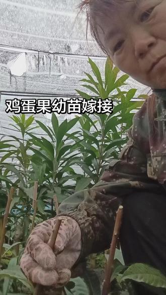#嫁接技术分享#抖音助农 #