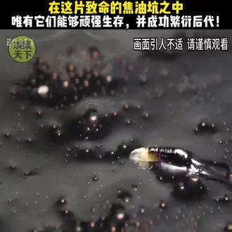 生命的奇迹就在于不管任何地方都可以有生命的存在
#生命科学 #硬核操作 #石油