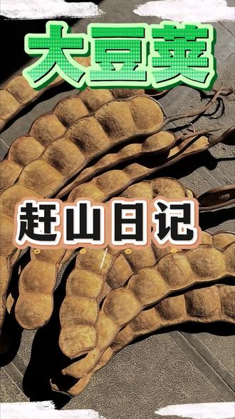 「大豆荚」
你问我去云南带了什么特产?必须是大大的植物种子,像恐龙🦖的牙齿,藏着时光的故事。静候时光细雕琢,盼成熟时绽芳华✨️。#山货 #分享家乡特产 #大豆荚