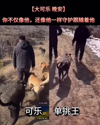 寸步不离老吴的贴身保镖大可乐晚安😭😭😭#西北刀客#西北刀客大可乐