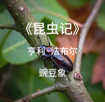 昆虫记,亨利法布尔,豌豆象#昆虫记#朗读