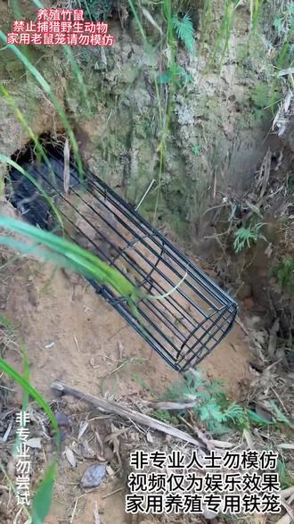 老鼠笼子地鼠笼哈鼠笼哈哈鼠自动捕鼠笼竹单双门弹力圆形钢笼#真实户外 #竹鼠 #好物推荐🔥#高性能实用工具