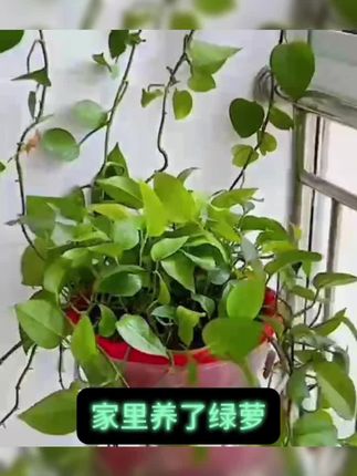 隐形固定,不伤枝叶,让藤蔓顺着你想要的方向爬,家里瞬间变整洁。#爱生活爱养花 #家庭种植 #种植小技巧 #家庭园艺 #园艺技巧