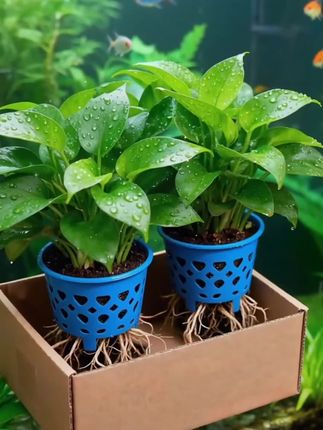 #水培植物 #绿植盆栽 #花卉绿植 #绿植盆栽花卉 #绿植推荐