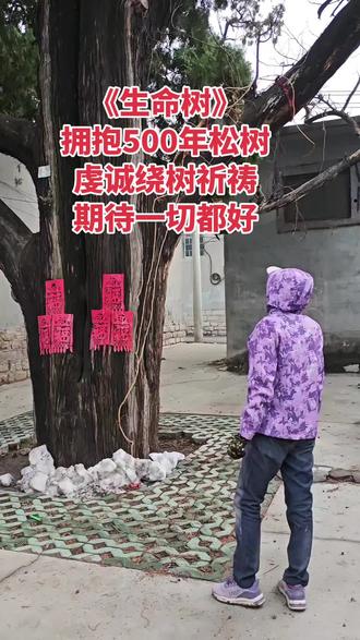《生命树》
拥抱500年松树
虔诚绕树祈祷
期待一切都好
传说这是一棵神树,某年村民要盖房,但松树的大枝叉正好长在房子的上方。
晚上村民和家人商量,要不要砍掉松树叉子,让房子顺利盖起来。结果,当晚并没有商量出个子丑寅卯来,毕竟树形太完整好看了,倘若砍掉着实有些于心不忍。
结果,第二天一大早,神奇的一幕出现了。原来遮挡在房子上方的粗粗枝叉,竟然自己拐了个弯,伸展到房子的旁边方向去了,一点也不会影响村民房子的正常起高,且拐弯后的树形更加婀娜挺拔,玲珑好看中透着一股与人相亲相爱的别样韵味。
从此,有人情味的神树名头便渐渐传播开来,并成了村里标志性名树木之一……
特别注解:传说来自山搭子像讲故事一样的口述,若与他人版本重复,纯属雷同。
若与其他版本不同或有异议,请将矛头指向向我灌输神树神勇的山搭子,我只是简单记录一下而已,仅此仅此!
#记录美好瞬间#500年的松树#山东青州