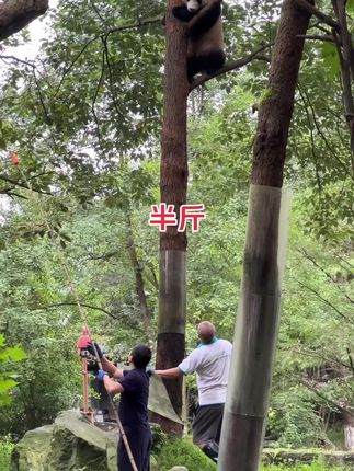 暖心的一幕,一个送外卖,一个拆除胶圈,辛苦默默付出的奶爸们#大熊猫吉福#熊猫上树#奶爸和宝宝暖心场面盘点满眼宠溺