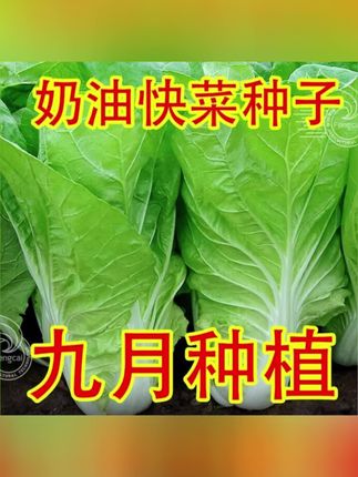 #蔬菜种子 #在家种菜 #快菜种子