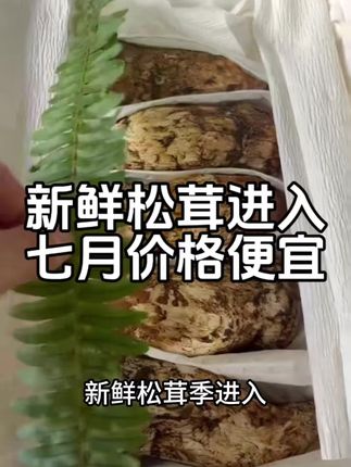 #创作灵感 每年的新鲜松茸季进入七月份,产量起来了价格也下降很多!#松茸#新鲜松茸 #香格里拉松茸