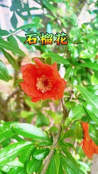 石榴花的药用价值 #石榴花开季节 #中医养生 #中草药