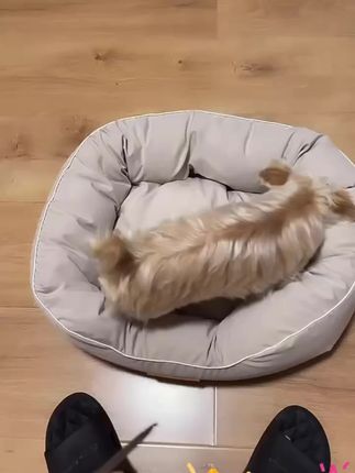 超软糯的羽绒狗窝!包裹感强满分舒适度~#petmassive狗窝 #马尔济斯 #万物可爱计划 #萌宠好物 #狗窝
