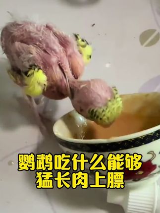 #鹦鹉#手养鸟#鹦鹉鹦鹉萌萌哒逗鹦鹉 #鹦鹉小白#爱鸟护鸟