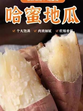【汤东薯业】兰考哈密薯小果/中果/大果新鲜农村香甜肉质种植#地瓜 #好物推荐🔥 #平价好物 #巨量千川 #我要上热门