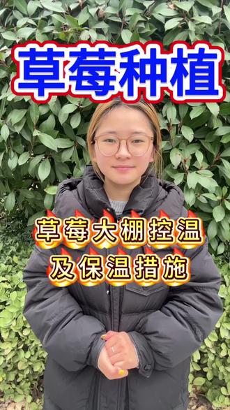 草莓大棚控温及保温措施!#草莓 #保温 #种植 #种植小技巧 #三农