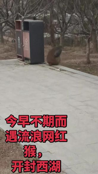 野生动物零距离 #猴子🐒