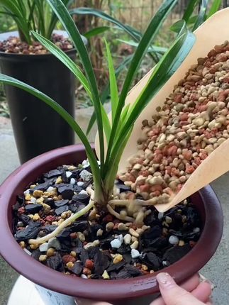 #兰花铺面石#兰花种植#爱生活爱养花 #花卉绿植 #养花人的乐趣