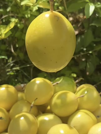 钦蜜9号黄金百香果 酸酸甜甜,个大肉厚,果汁超多,一口咬下去,满嘴都是香香的果香~#百香果 #钦蜜9号百香果#太好吃了 #应季水果