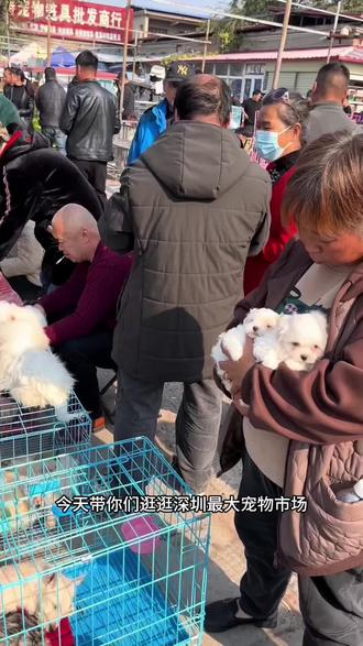 深圳宠物市场一条街,看猫看狗好去处
#狗市 #宠物市场 #深圳买狗 #深圳买猫 #适合家养的狗狗推荐 @抖音小助手 @抖音创作小助手 @抖音创作灵感 @抖加上热门 @抖加🔥上热门🔥dou+🔥热点宝