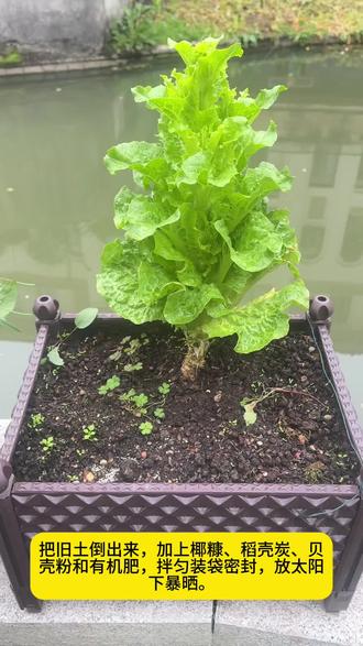 春天种菜想要长得旺,养土第一步不能忘!#养土 #种植土 #种菜 #种菜小技巧