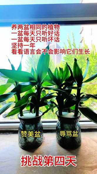 第4集 | 相同植物,一盆只赞美,一盆只贬低,一年之后有什么区别?#富贵竹#语言暴力到底有多可怕 #语言的力量 #赞美 #赞美效应