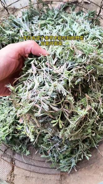 #创作者中心 #创作灵感 春季限定美食白蒿拌面菜#野菜美食