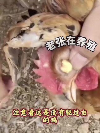 #家禽养殖 #鸡鸭鹅养殖 #三农 #散养鸡 #蛋鸡
