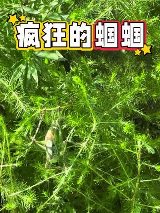 野外碰到一只疯狂的蝈蝈,竟一路跑到我面前,向我宣战? #蝈蝈 #野采 #昆虫