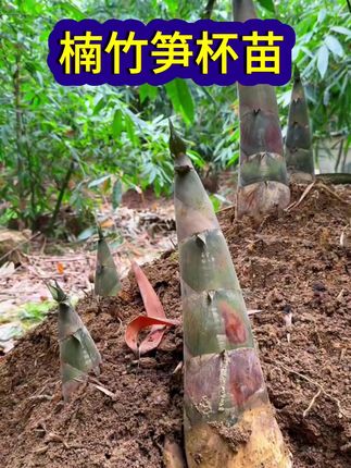 楠竹大杯苗营养袋苗庭院毛竹苗耐寒竹子盆栽植物加大绿化
