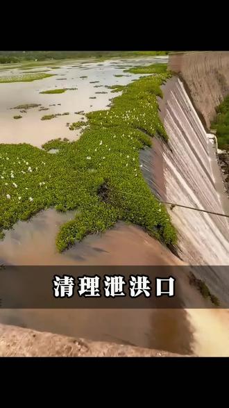 堵死大坝的疯狂水葫芦到底该怎么清理 #科普一下 #河道整治