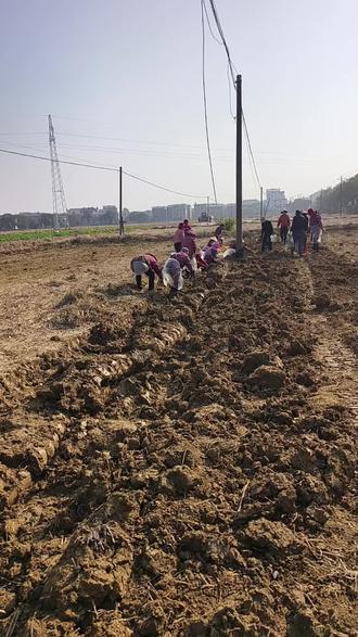 一份耕耘一份收获,马蹄上市了,今天挖马蹄的人比较多哦,自己挖的马蹄一块钱一斤带回家