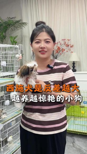西施犬这种小狗越长大越好看#西施犬 #西施犬多少钱一只