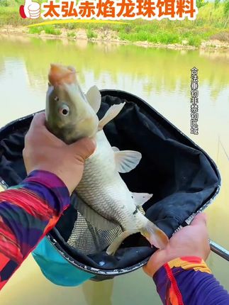 气温急剧上升,鲤鱼起伏离地 毫无进食欲望 试试这款赤焰龙珠饵料#钓鱼 #饵料 #钓鱼人 #鲤鱼 #草鱼