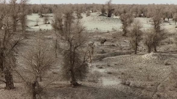 塔河马鹿,国家二级保护动物,,近些年国家加大野生动物的保护,塔河沿岸马鹿在逐年增加。