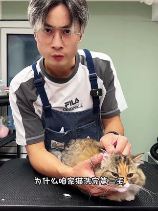 猫咪有耳螨了不要慌,就这么洗!一个月就搞定#萌宠好物 #鱼大叔洗猫#维克 #维克耳漂
