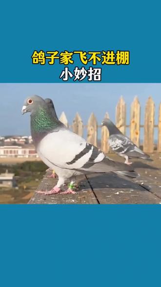 鸽子家飞不进棚小妙招!#鸽子#养鸽人#赛鸽信鸽#赛鸽#幼鸽