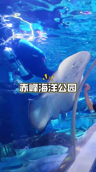 赤峰海洋公园5月1日正式开启,预售票上线,畅玩美人鱼表演、海狮表演、鲨鱼城堡、水母星宫、海洋王国、萌宠乐园、海底隧道等等,带上家人朋友一起来#赤峰海洋公园 #五一去哪玩 #海洋生物 #亲子游玩好去处 #旅行推荐官