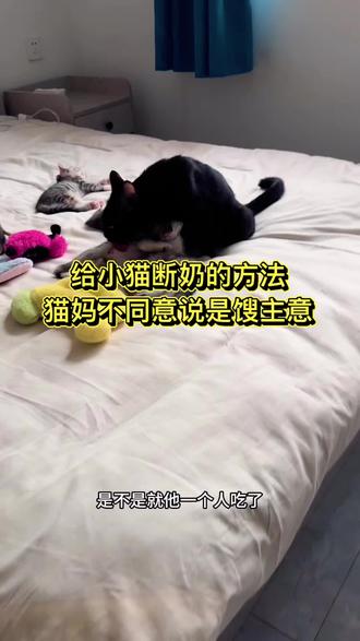 铲屎官给小猫断奶的方法,猫妈不同意生气了 铲屎官给小猫断奶的方法,猫妈不同意生气了#猫 #猫咪 #猫咪的迷惑行为 #萌宠 #萌宠出道计划