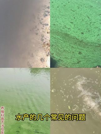 #鱼耀 水净爽芽孢杆菌,一袋5亩直接扔,净水爽水,分解有机质,净化水质,#水产养殖#鱼虾蟹养殖