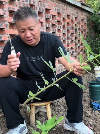 今天分享无花果扦插方法、无花果太不容易扦插成活#无花果苗 #无花果苗育苗基地 #无花果扦插繁殖