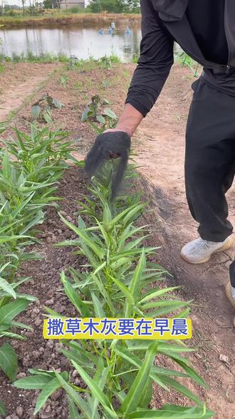 草木灰可是个好东西。#蔬菜种植#种菜小技巧#种菜#草木灰#草木灰稻壳炭