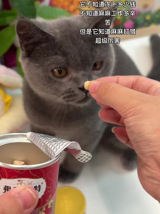 毛孩子不知道麻麻工作多辛苦,但是它知道麻麻打猎超级厉害👍#弗列加特主食冻干 #弗列加特 #猫零食冻干 #新手养猫