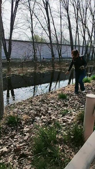 谷食芒 也叫杨树穗,放上五花肉包大包子很好吃,农家美味