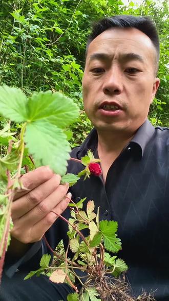 蛇莓,是不是真的是蛇的草莓!#植物分享 #蛇莓 #户外拍摄
