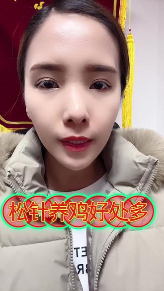 松针养鸡好处多多#养鸡