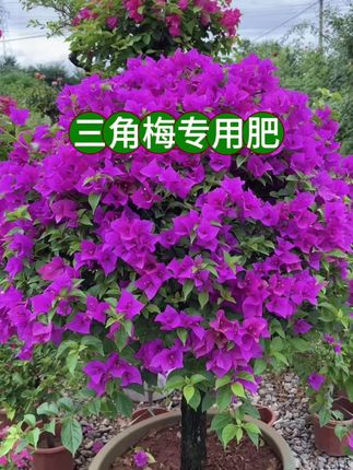 三角梅爱吃啥你知道吗?给他喂鸡蛋肯定不行#三角梅专用肥 #三角梅肥料 #三角梅养护 #爱生活爱养花 #养花达人