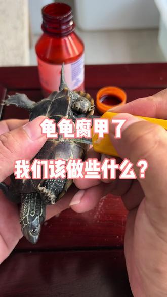 龟龟腐甲了,我们该做些什么?#龟 #养龟 #萌宠成长记