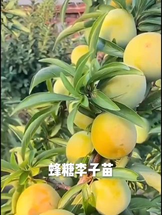 #蜂糖李子苗 #蜂糖李苗