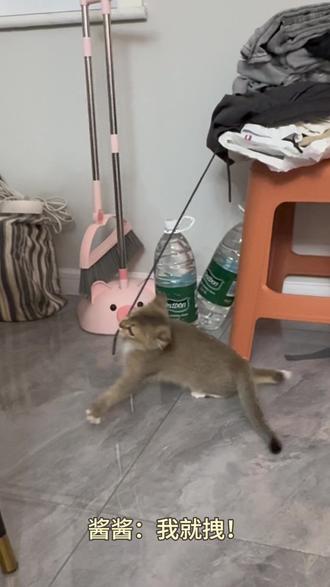 这猫的牙口挺好🙂#这猫有点子技术在身上 #这猫一看就是练家子 #养宠物哪有不疯的 #宠物迷惑行为 #动物迷惑行为 @抖音创作小助手