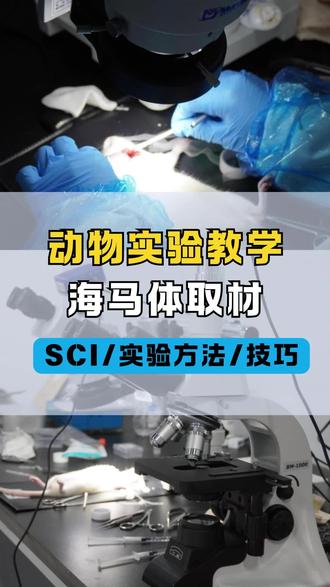 动物实验:小鼠海马体取材 #科研服务 #科研 #动物实验 #实验外包 #海马体
