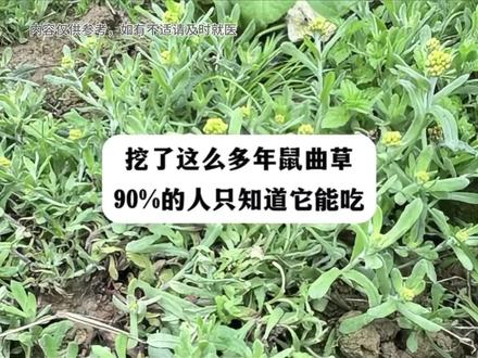 鼠曲草的5个好处:1️⃣ 对嗓子舒服有好处
老一辈常说:嗓子不舒服、咳嗽有痰,挖点鼠曲草煮水喝,清清润润,舒服多了。
2️⃣ 对关节好
春天湿气重
有的中老年人关节不舒服
鼠曲草煮水喝
或者煮水泡一泡
这是老一辈传下来的经验
3️⃣ 对胃好
胃口不好、吃东西不香
鼠曲草煮粥喝
温和养胃
老人小孩都适合
4️⃣ 对皮肤好
皮肤痒、长湿疹
鼠曲草煮水外洗
温和舒服
5️⃣ 营养丰富
老一辈说它浑身是宝
春天吃它正当时
---
鼠曲草的5种吃法
① 鼠曲草粑粑(最经典)
嫩叶焯水1分钟,挤干打成泥
加糯米粉揉成团,蒸10分钟
软糯清香,春天的味道
② 鼠曲草炒鸡蛋(最快手)
嫩尖切碎,加鸡蛋打散
热油下锅快速翻炒
金黄翠绿,鲜嫩下饭
③ 鼠曲草煮粥(最养胃)
大米煮开花,加入切碎的鼠曲草
再煮5分钟,加少许盐
温润清香,早餐来一碗舒服
④ 凉拌鼠曲草(最清爽)
焯水1分钟,过凉挤干
加蒜末、生抽、香醋、香油
清爽开胃,解腻神器
⑤ 鼠曲草煎饼(最香脆)
焯水切碎,加面粉、鸡蛋调成糊
煎到两面金黄
外酥里嫩,孩子抢着吃
处理鼠曲草的2个关键
1️⃣ 一定要焯水
水开下锅焯1分钟
去草酸,口感更好
吃着更放心
2️⃣ 吃不完这样存
焯水挤干,团成球
保鲜膜包好放冷冻
能放一年,想吃随时取
⚠️ 注意事项
✅ 不认识别乱挖(和别的草像)
✅ 路边、绿化带的别采(有灰尘)
✅ 脾胃虚寒的人少吃(野菜偏凉)
✅ 第一次吃先少量试试
✅ 孕妈妈想吃先问长辈
#植物科普 #野生鼠曲草 #三农#农村生活
