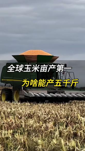 玉米种植管理技术 全球玉米亩产第一,为啥能产五千斤 #增产增收 #农业种植 #玉米种植 #玉米 #玉米高产种植技术